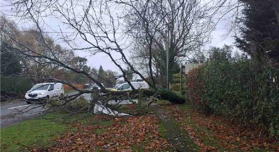 A fallen tree at Ridge Hill in Sutton following a storm