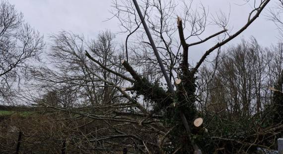A fallen tree caused by Storm Darragh