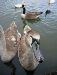 geese at the moor